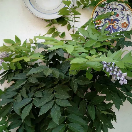 לינה וארוחת בוקר Ananda House