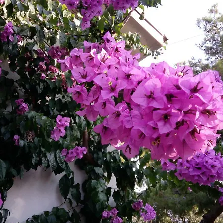 לינה וארוחת בוקר Ananda House *